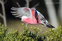 galah 4103