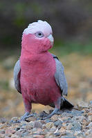 galah 4396