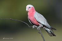 galah 4454