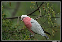 galah 4854