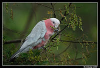 galah 4858