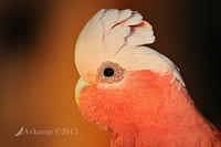 galah 5226