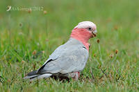 galah 5383