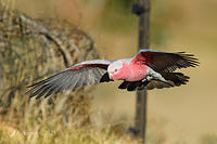 galah 5721