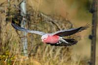 galah 5722