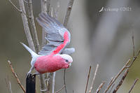 galah 5775