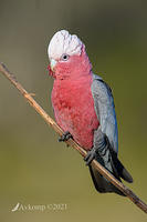 galah 6029