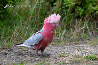 galah 6476