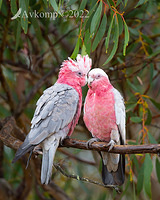 galah 6736