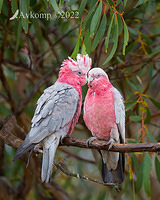 galah 6736a