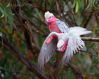 galah 6739