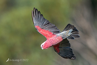 galah 6808