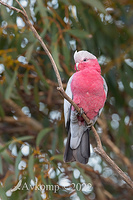 galah 7011