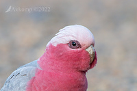 galah 7821