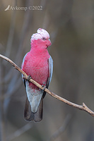 galah 7823