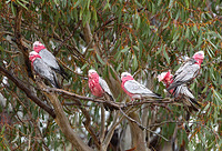 galah 7983