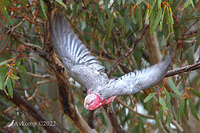 galah 7991-2