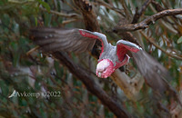 galah 7992