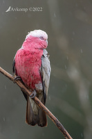 galah 7993