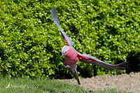 galah 8247