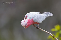 galah 8371