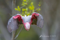 galah 8373