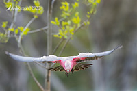 galah 8374