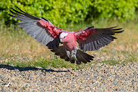 galah 8982