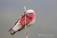 galah 9008