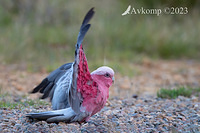 galah 9085