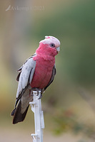 galah 9087