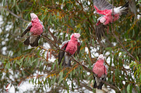 galah 9110