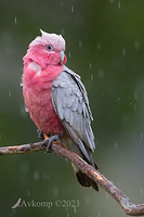 galah 9112