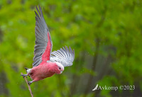 galah 9143