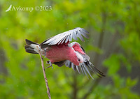 galah 9144