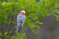 galah 9145