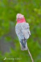 galah 9191