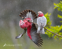 galah8458