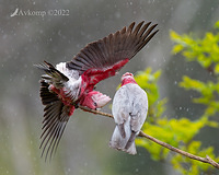 galah8462