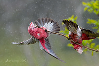 galah8469