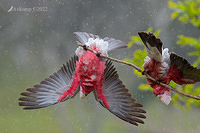 galah8473