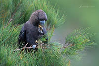 glossy black cockatoo 0617