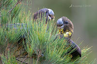 glossy black cockatoo 0661