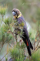 glossy black cockatoo 0704