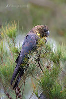 glossy black cockatoo 0711