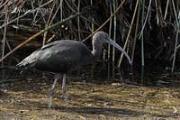 glossy black ibis 3472