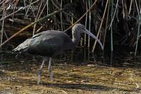 glossy black ibis 3473