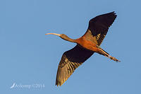 glossy ibis 15858