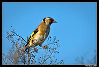 gold finch 1859