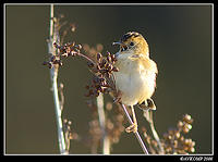 golden headed cisatcola 